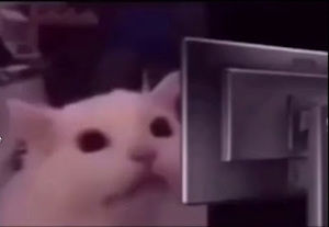 Meet your Posher, Celtics